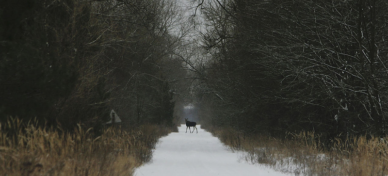 Illustration for article titled The Woods Around Chernobyl Aren't Decaying